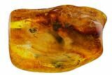 Large Detailed Fossil Fly (Diptera) In Baltic Amber #128322-1